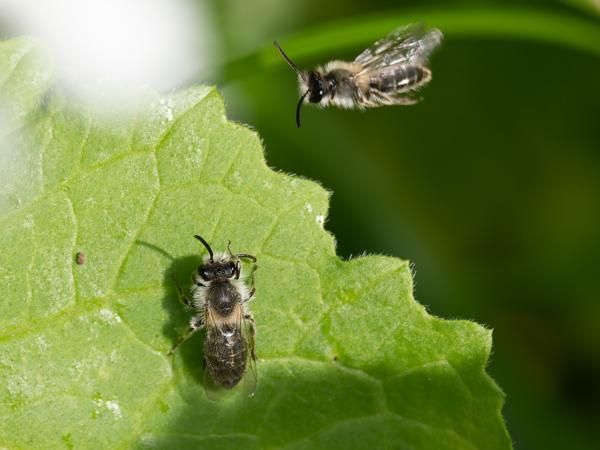 Witbaardzandbij (Andrena barbilabris)